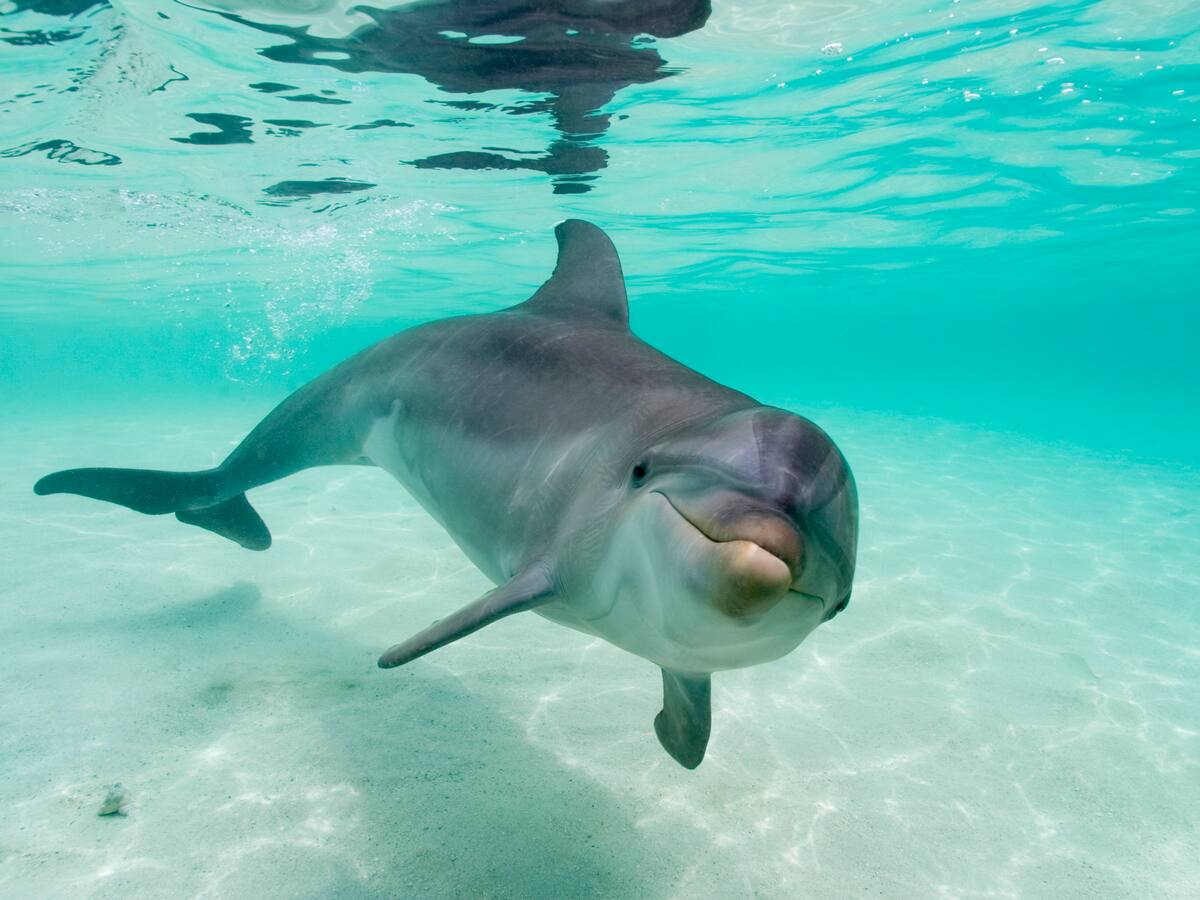 Delfines mostraron los primeros signos de Alzheimer en animales