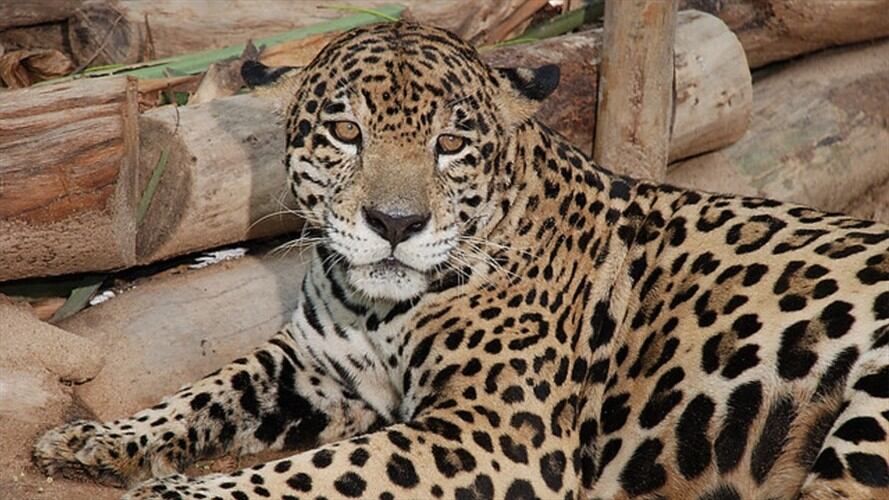 Hallan primer jaguar en bosques de Cundinamarca. Foto: Colprensa