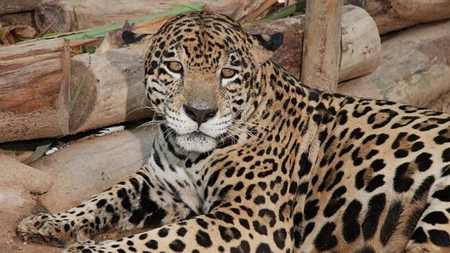 Hallan primer jaguar en bosques de Cundinamarca. Foto: Colprensa
