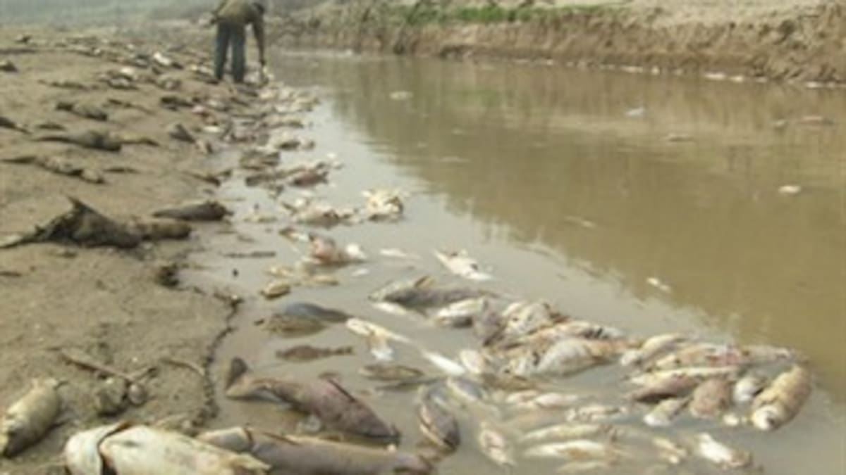 Peces de agua dulce están en grave peligro