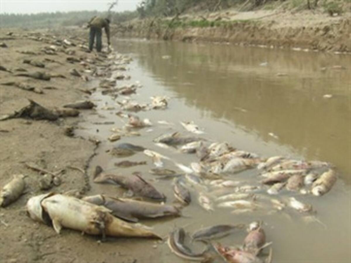Peces de agua dulce están en grave peligro