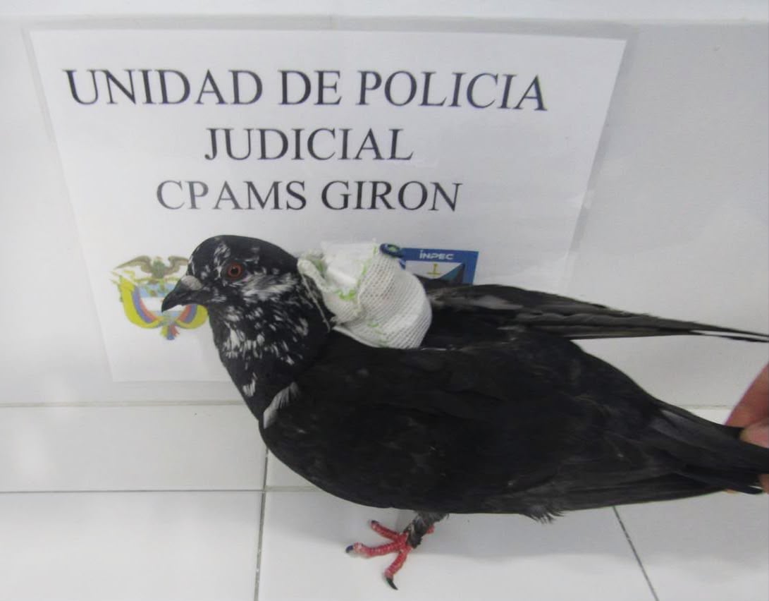 'Paloma mensajera' hallada en la cárcel de Girón (Santander). Foto: Suministrada a Caracol Radio