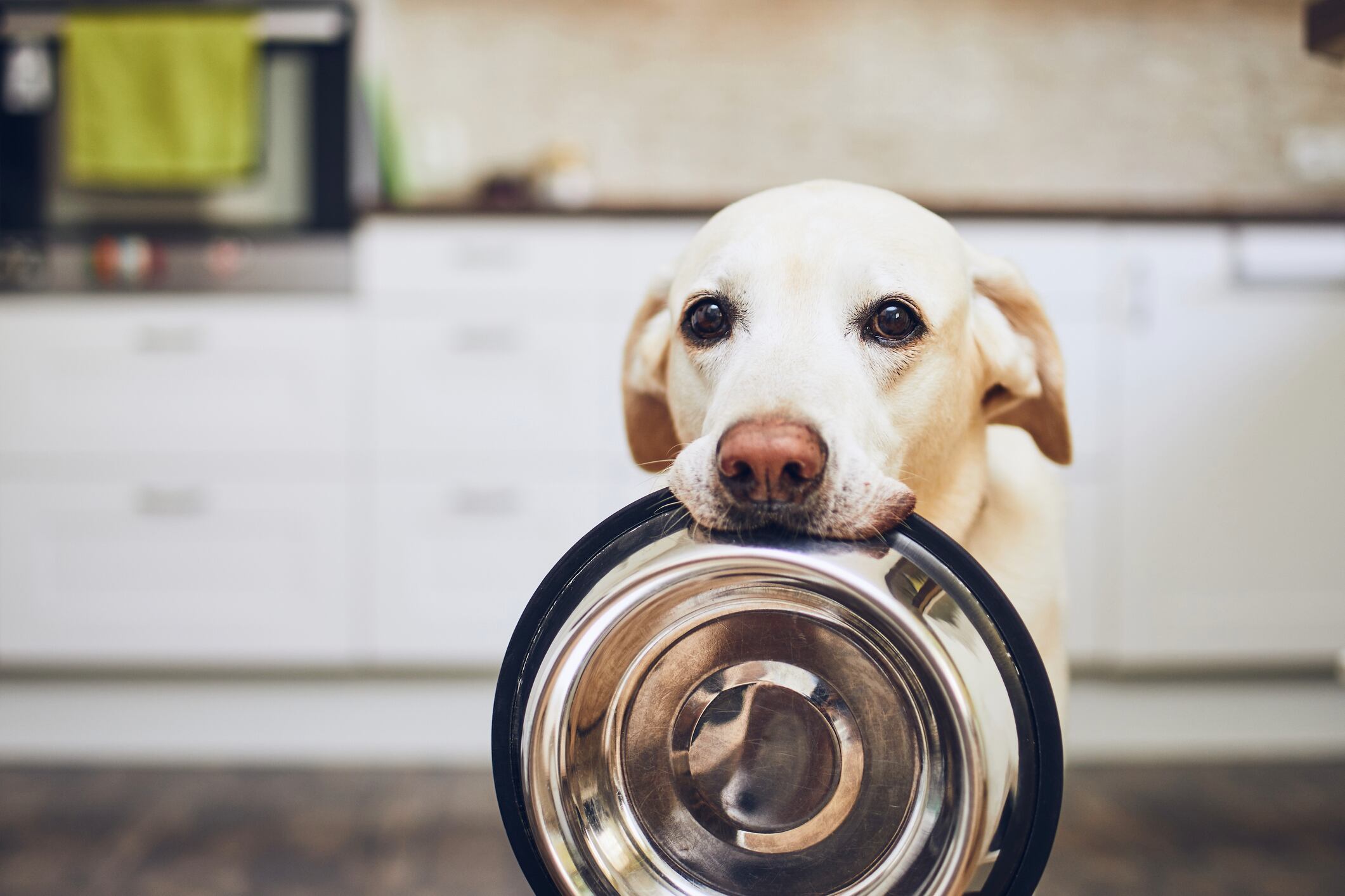 Perro pidiendo comida, alimentación perros / imagen de referencia // Getty Images
