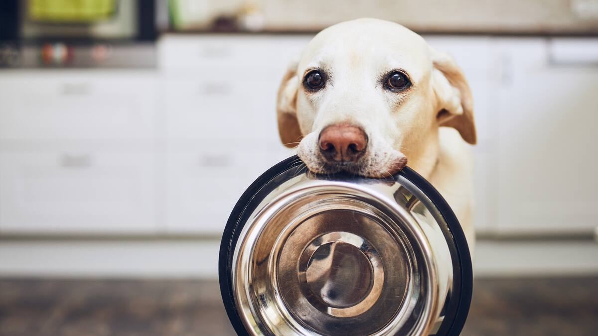 ABC de la alimentación de perros: cuántas veces al día, a qué horas, cantidad y más