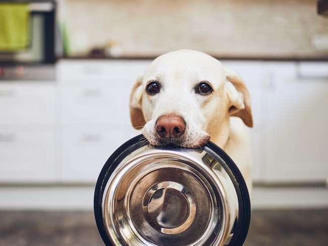Perro pidiendo comida, alimentación perros / imagen de referencia // Getty Images
