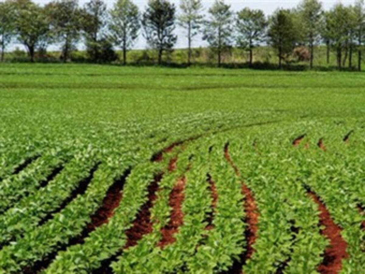 Nuevas inversiones en agricultura 'climáticamente inteligente'