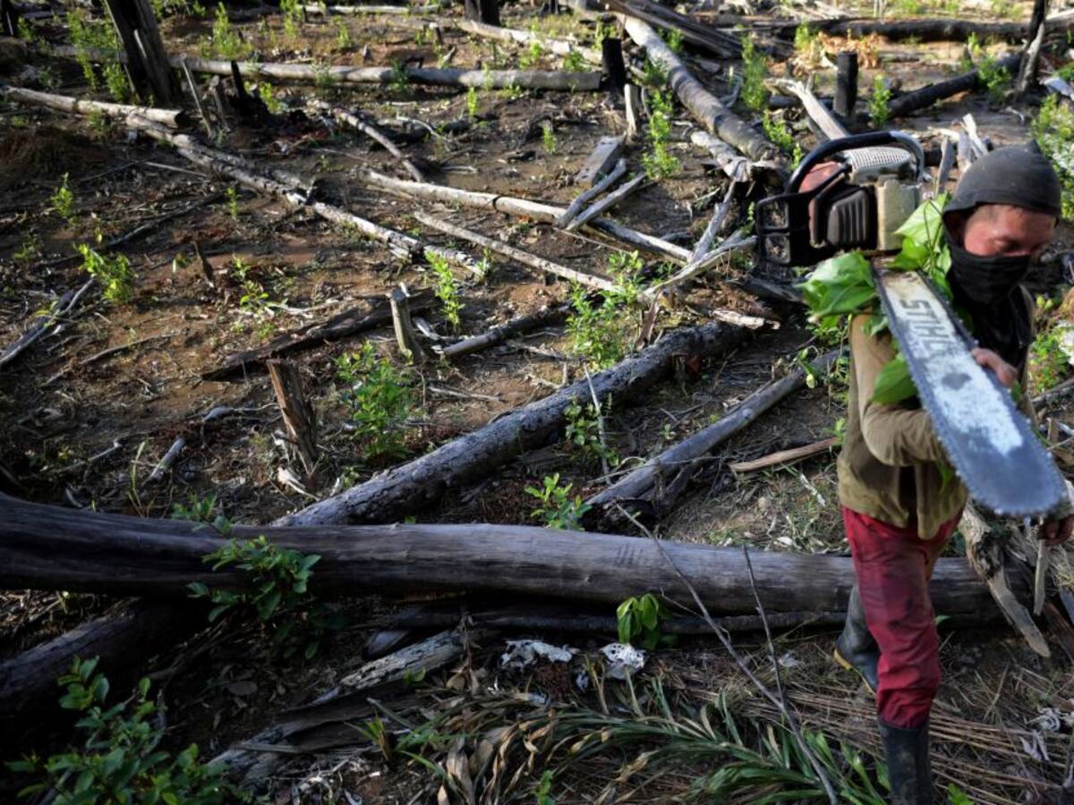 Expertos aseguran que la pérdida de biodiversidad en Colombia es alarmante