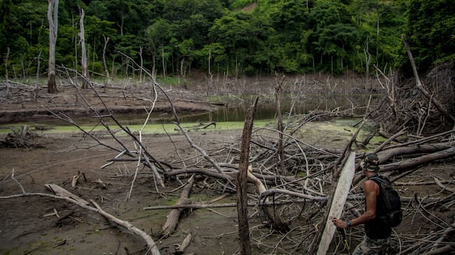 En los últimos cinco años los cultivos decoca aumentaron un 88,9% en los municipios del arco noroccidental
de deforestación. | Foto: FCDS