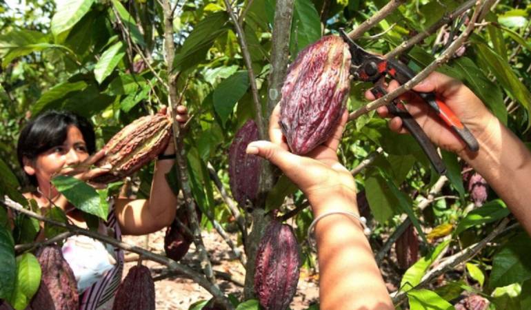Cultivos de Cacao / Foto de referencia