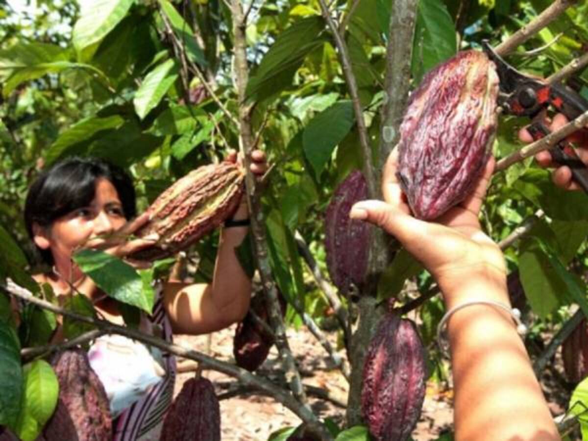 Mujeres cacaoteras de la Sierra Nevada aportan al desarrollo rural del territorio