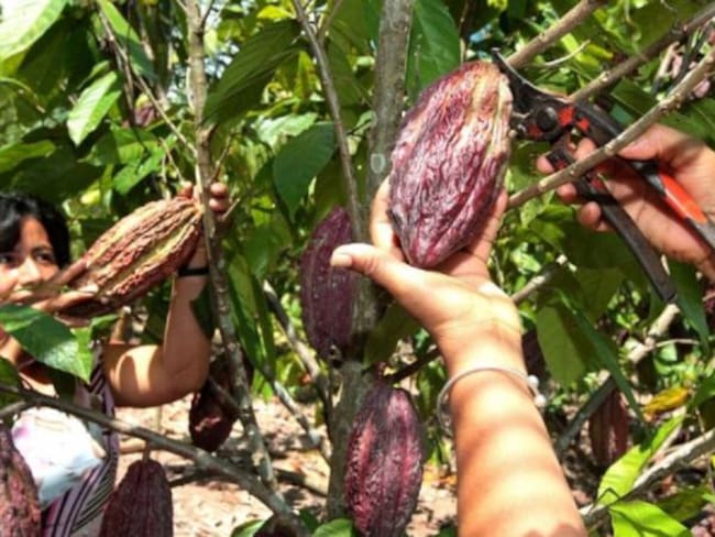 Cultivos de Cacao / Foto de referencia