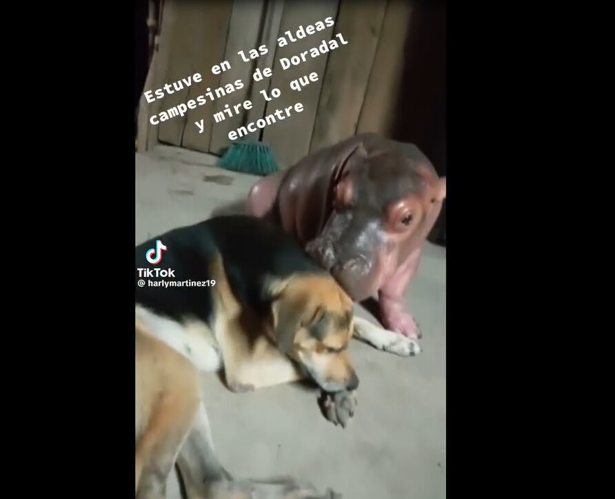 Hipopótamo con el perro- captura video tomado de redes sociales
