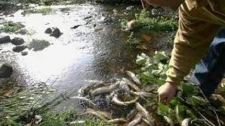 Agua contaminada en Socotá, Boyacá, mató a más de 30 mil truchas