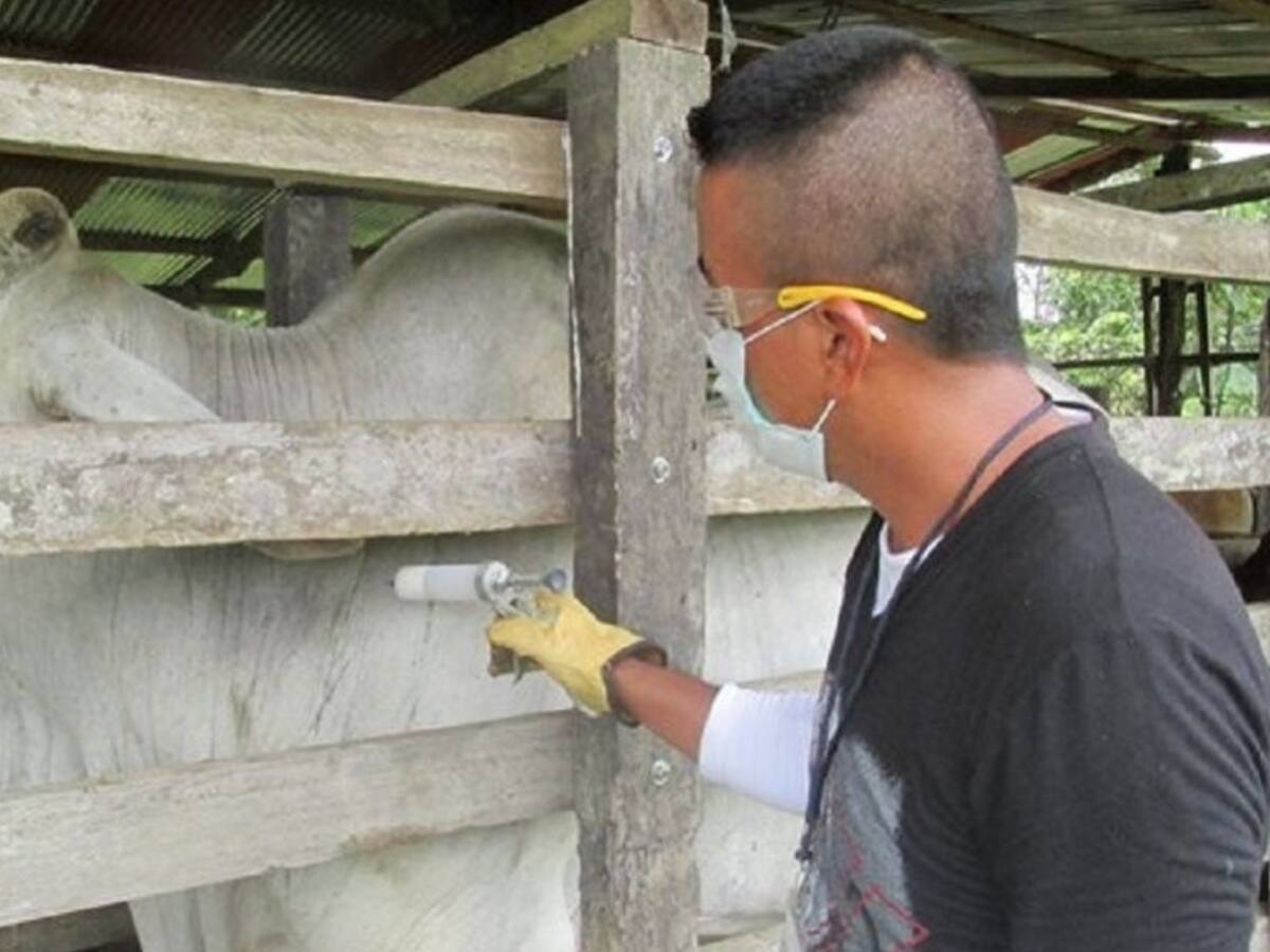 ICA: habrá protección especial para el ciclo de vacunación anti-aftosa