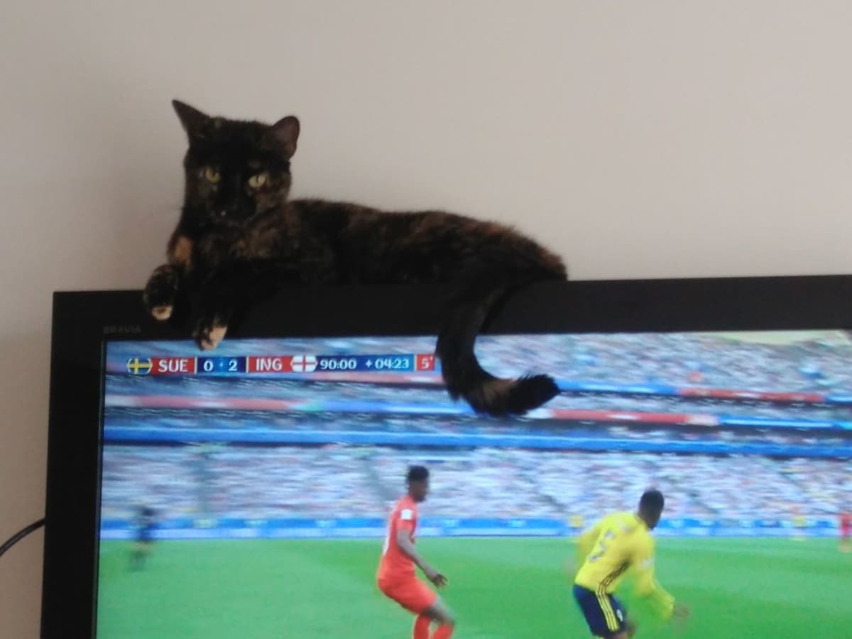 Felipe Duarte nos envió la foto de Tila su gata que disfrutó el mundial desde otra perspectiva 