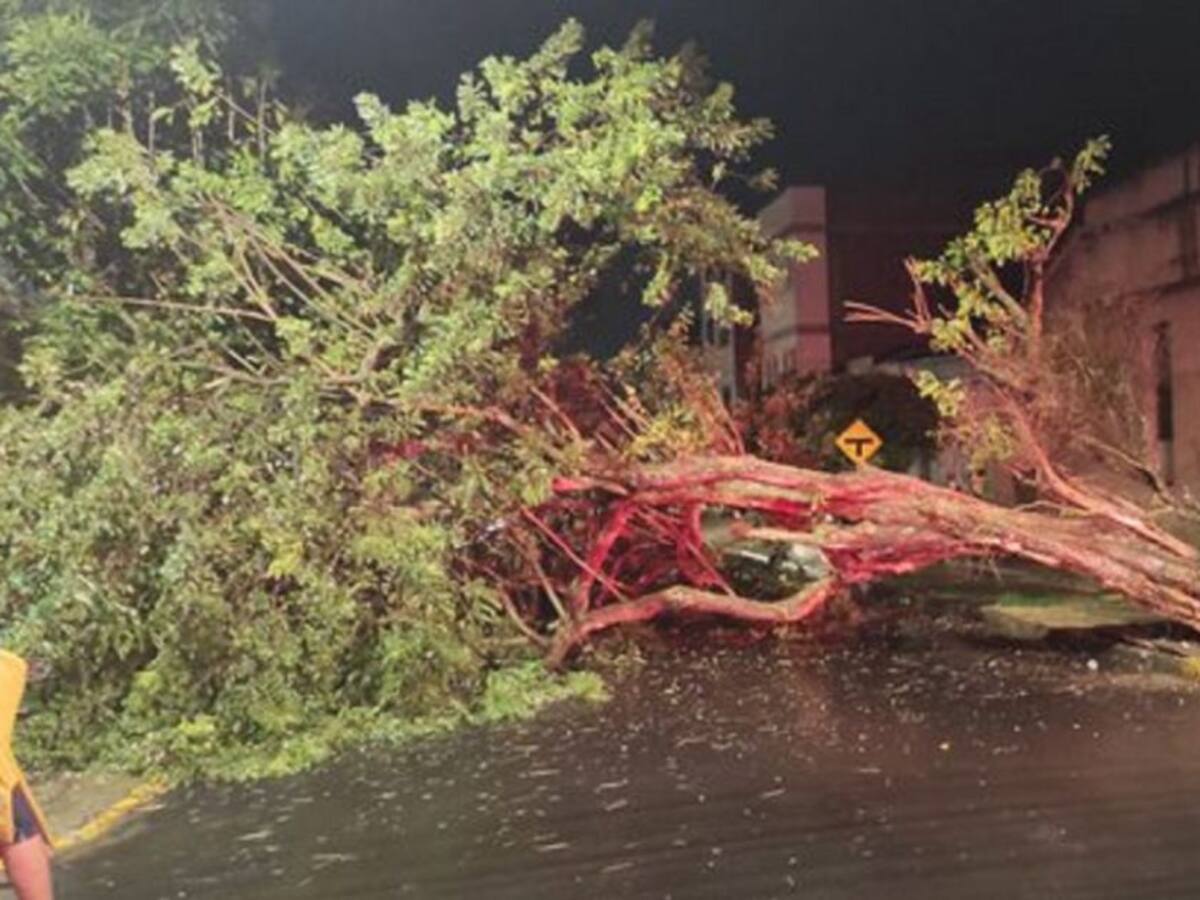 Cinco árboles cayeron en Bucaramanga tras intensas lluvias