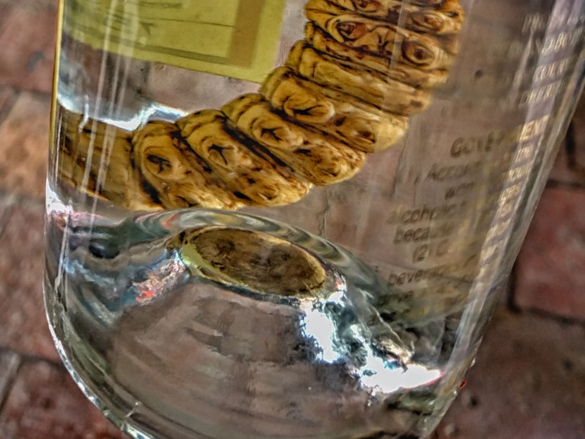 Científicos descubren la verdadera e inesperada identidad de los “gusanos” del mezcal