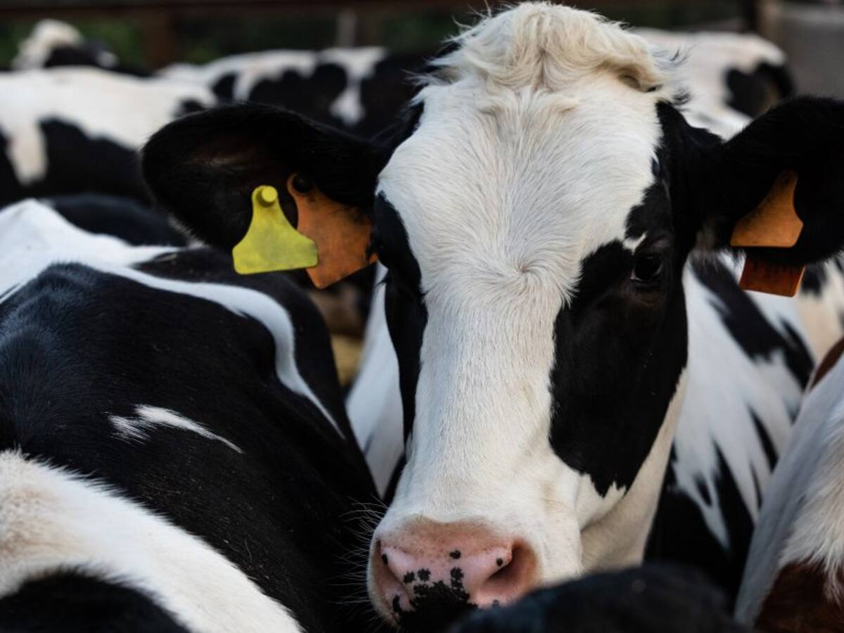 Colombia podría recuperar el estatus sanitario de libre de aftosa