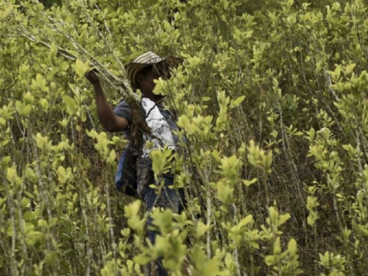 Familias están siendo engañadas: Comunes sobre campesinos en Tarazá