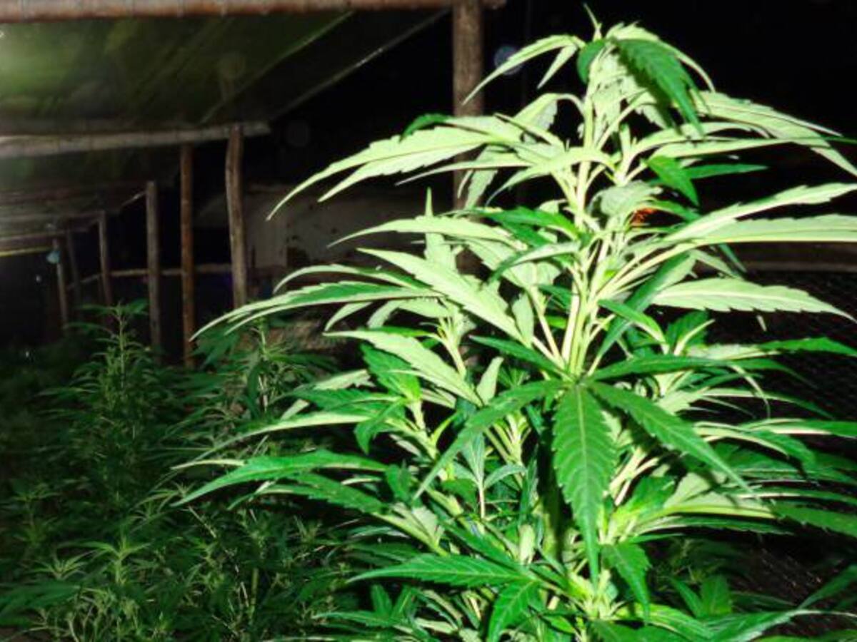 La marihuana como opción para el campo risaraldense