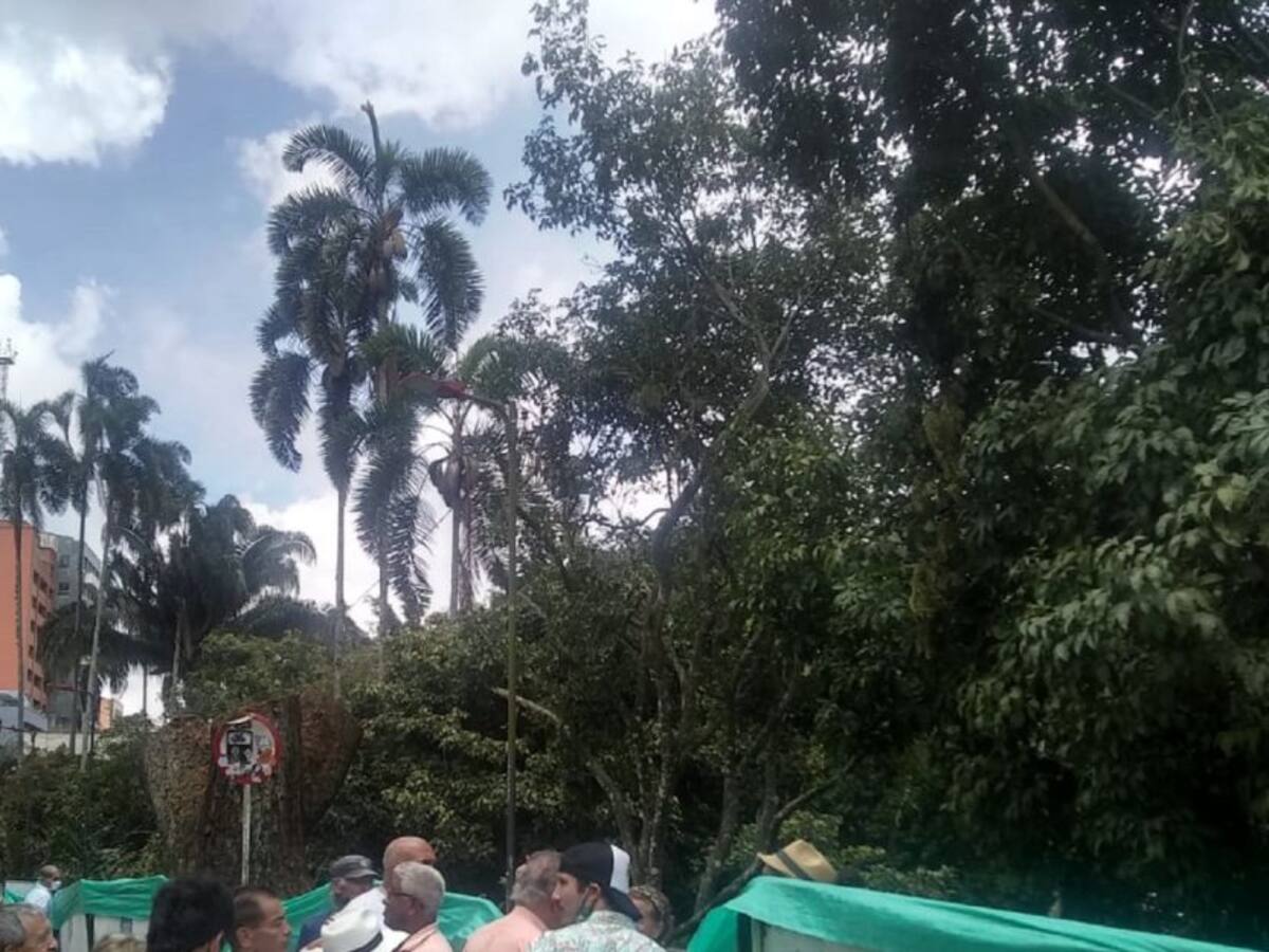 Plantón en Ibagué por tala de árboles en el Parque Centenario