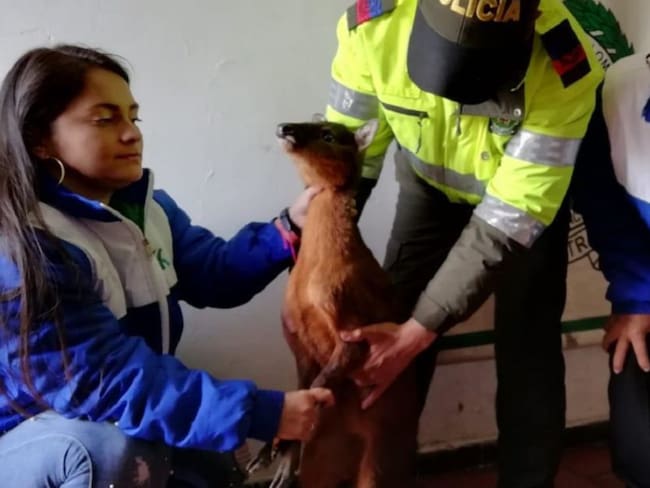 Rescataron venado locho que fue atacado por perros