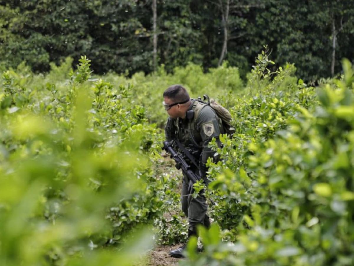 Aumentan presencia de raspachines venezolanos en el Catatumbo