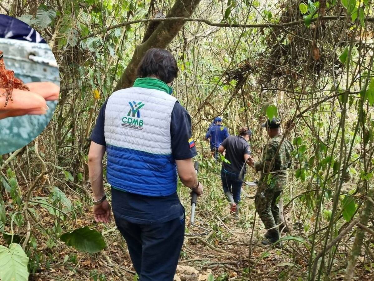 ¡Alerta! Cada día son más los animales víctimas de incendios forestales