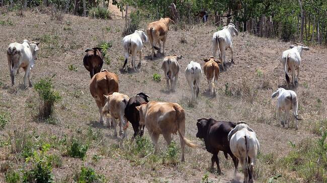 Ganado. Foto: Colprensa