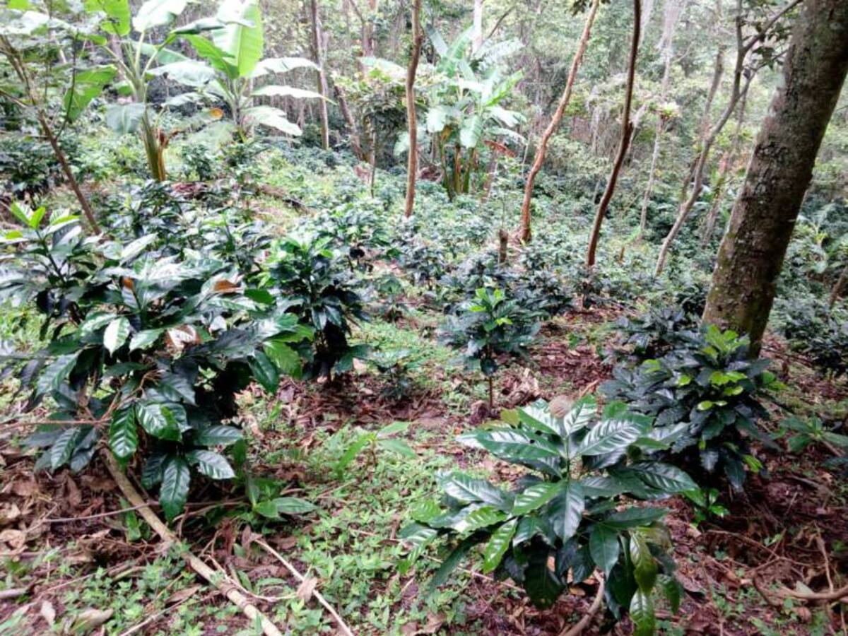 Fuerte calor amenaza cosecha de café en un municipio de Santander