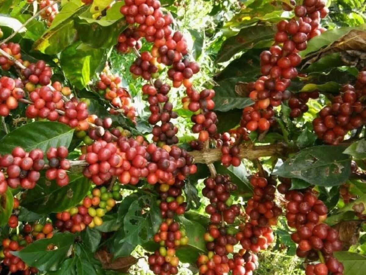 Las bolsas de empleo marcan la pauta de la cosecha cafetera