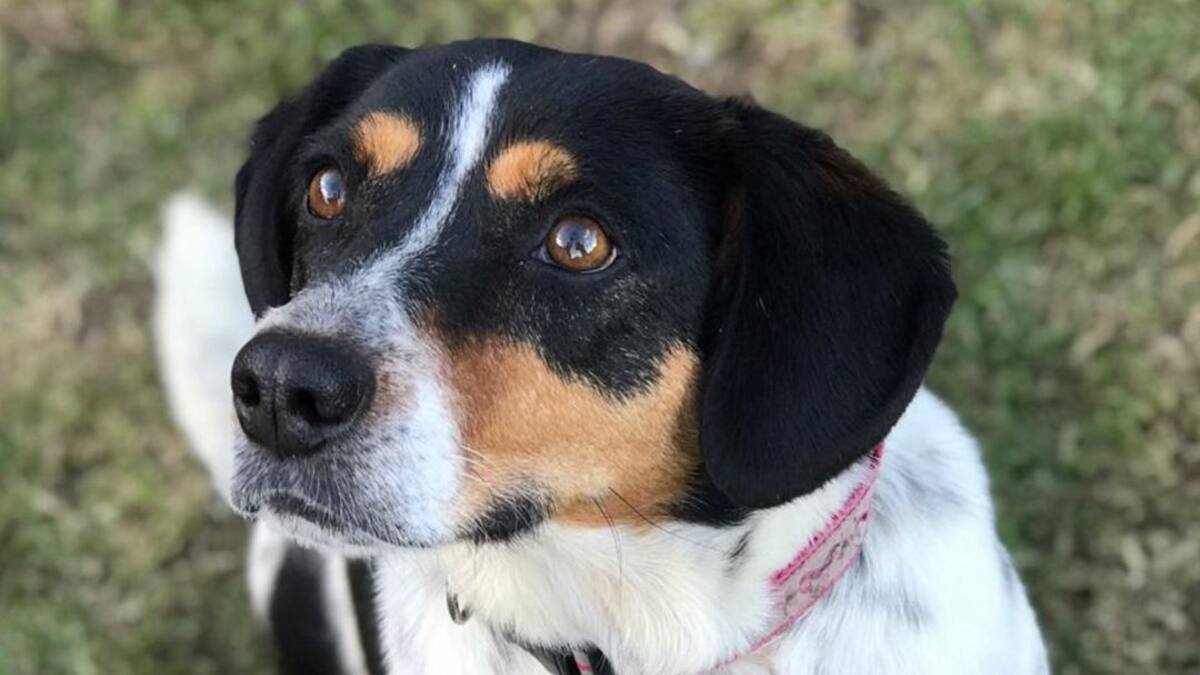 Empresa otorga licencia de 3 dias a trabajadores que adopten una mascota
