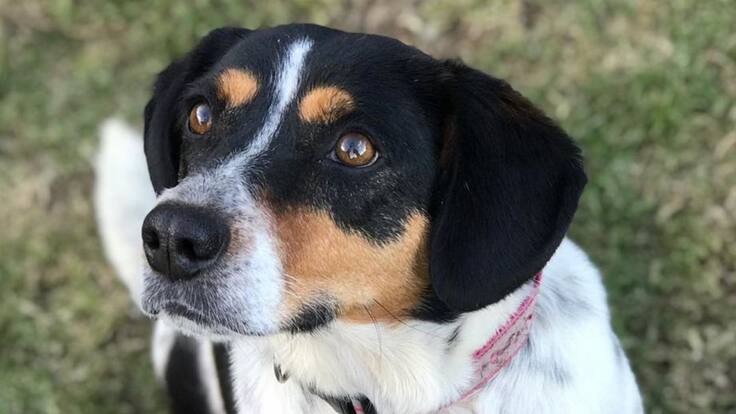 Empresa otorga licencia de 3 dias a trabajadores que adopten una mascota