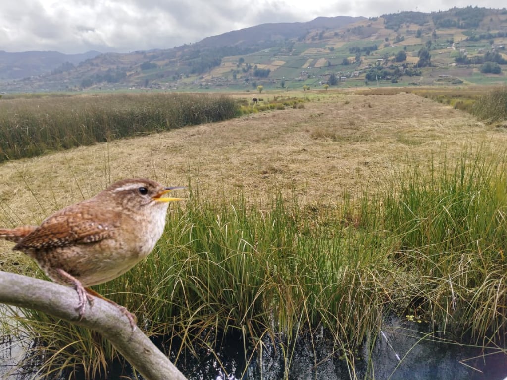 Monitoreos en Aquitania evidencian expansión de la frontera agrícola en zonas de protección del lago