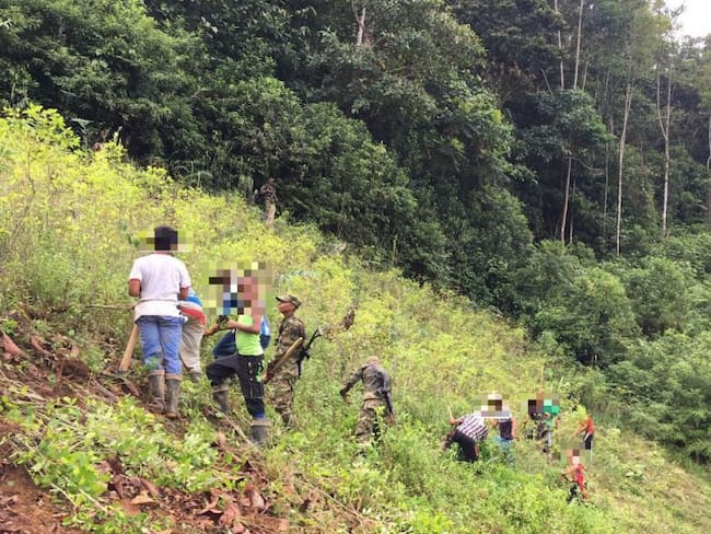 Caparrapos extorsionan a beneficiarios de erradicación de coca