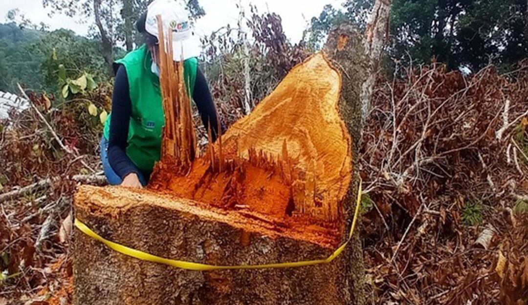 Tala de árboles en Huila