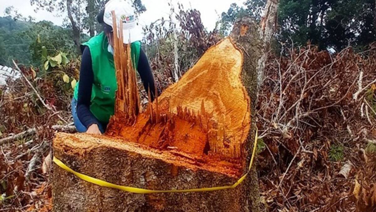 Autoridades ambientales frenan tala de roble en el Huila
