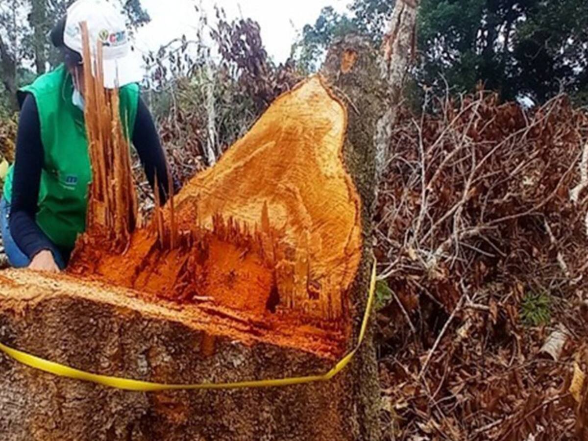 Autoridades ambientales frenan tala de roble en el Huila