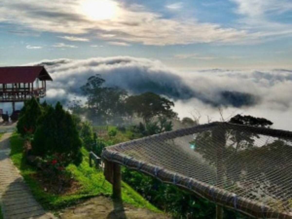 Minca impulsa la ruta del cacao, café y avistamiento de aves exóticas en el 2024