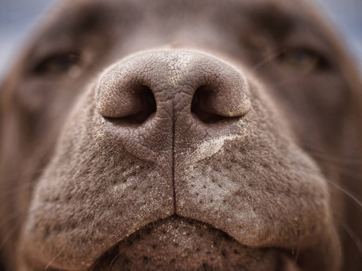Crueldad pura en Saboyá: Hombre cortó 80% de la piel de un perro vivo