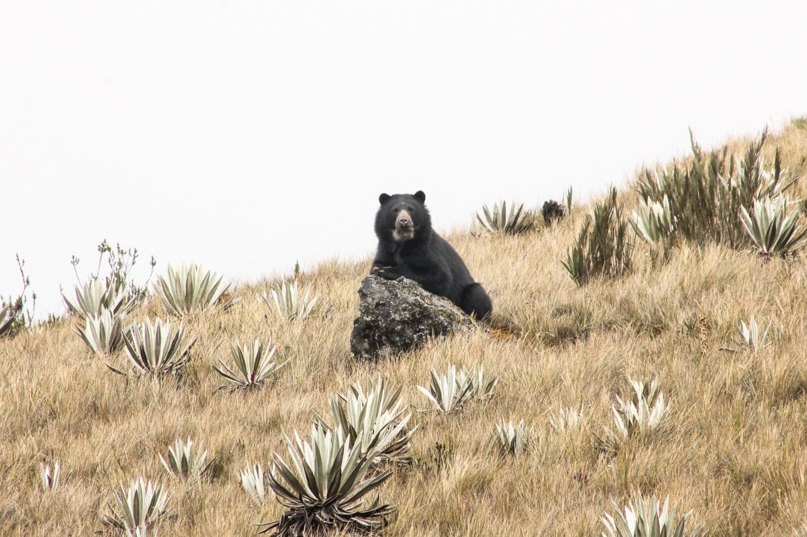Oso andino / Foto: CVC
