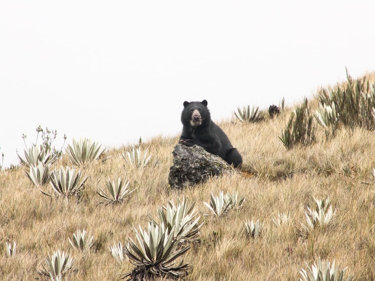 Más osos andinos vuelven a aparecer en los bosques del Valle: conservación ya muestra resultados