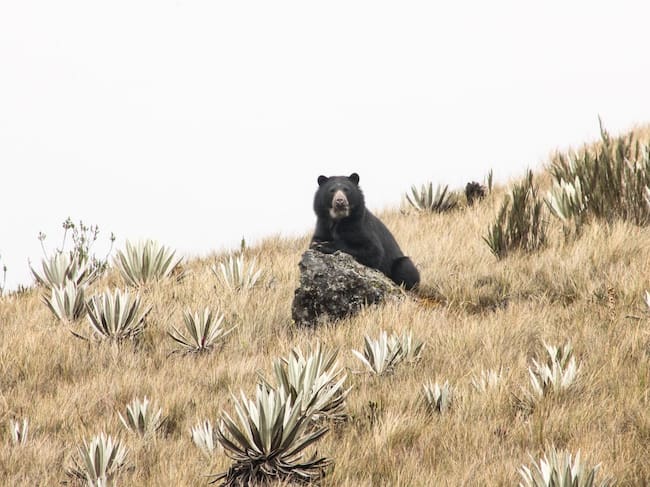 Oso andino / Foto: CVC