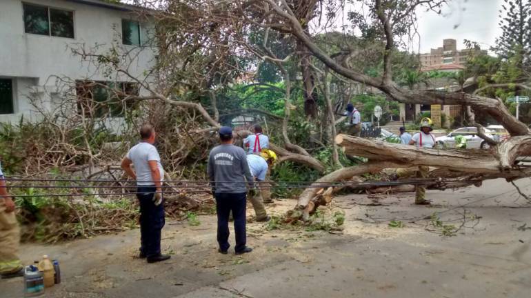 En el área metropolitana de Barranquilla se han presentado caída de árboles