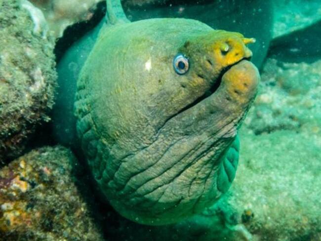 Reflexiones sobre el documental ‘Expedición Tribugá’