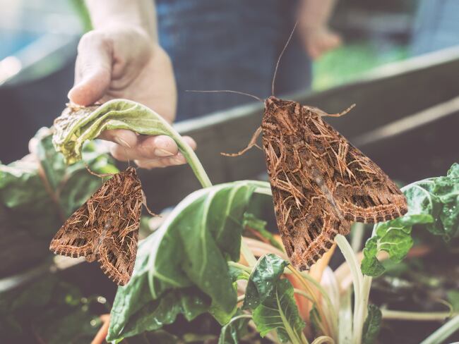 Plantas, polillas, imagenes de referencia (Getty Images).