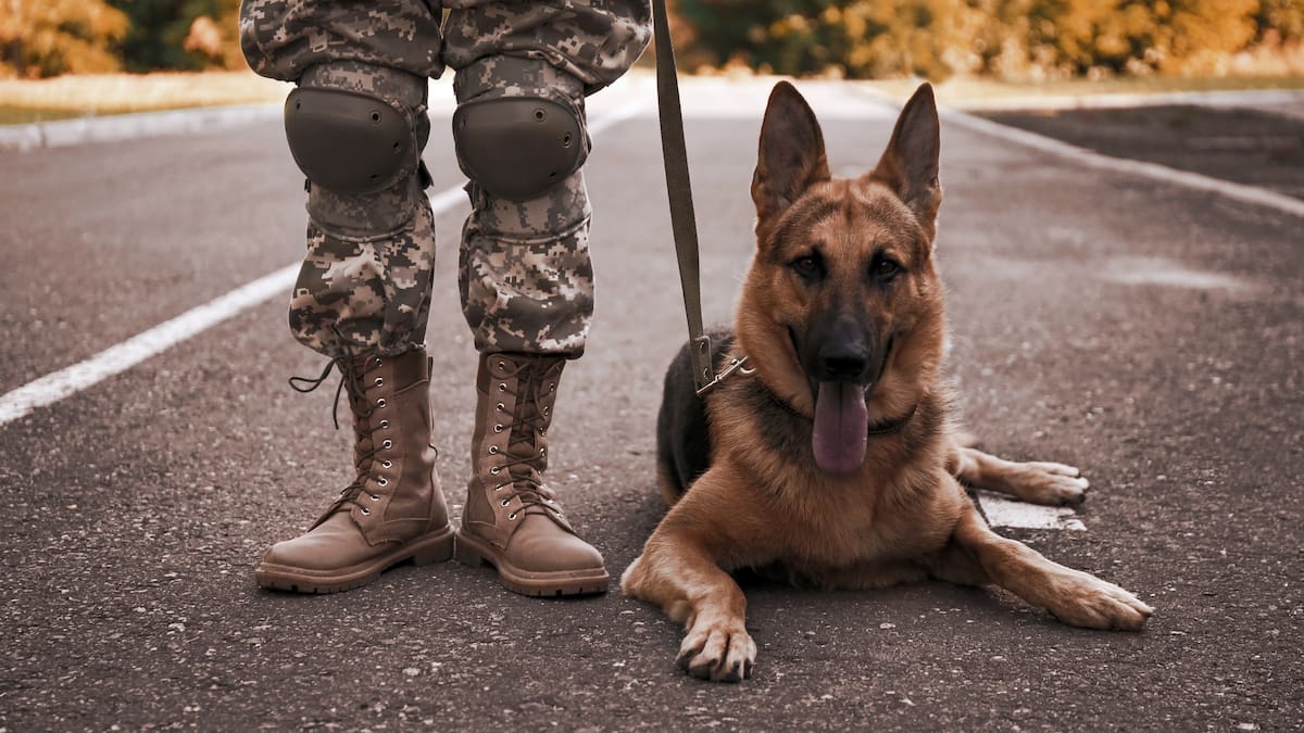 Militares y veteranos de Fuerzas Armadas: ¿Cómo los perros de servicio ayudan en su salud?