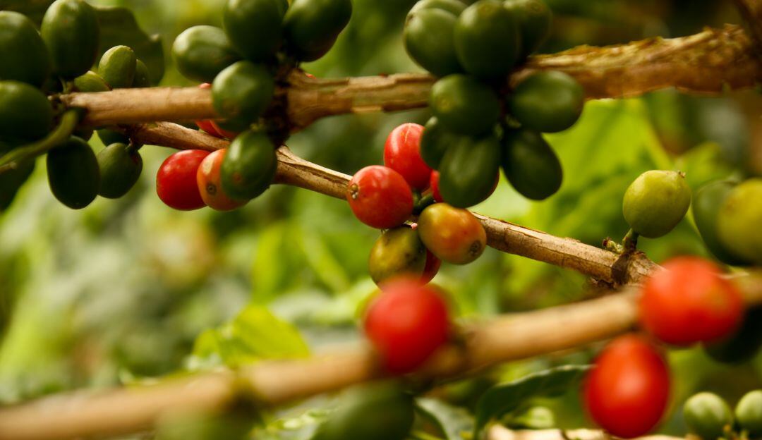 Café que varía entre sabores dulces y cítricos propios de esta tierra.