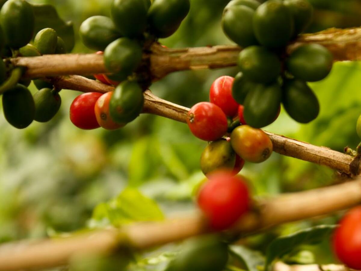 El Festival Departamental del café elige la mejor taza de café de Santander