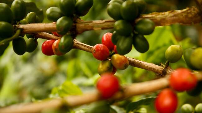 Café que varía entre sabores dulces y cítricos propios de esta tierra.